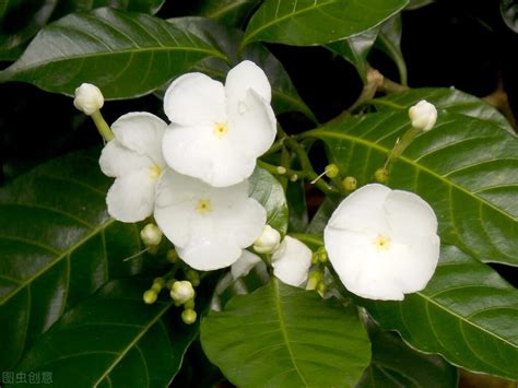 栀子花风水